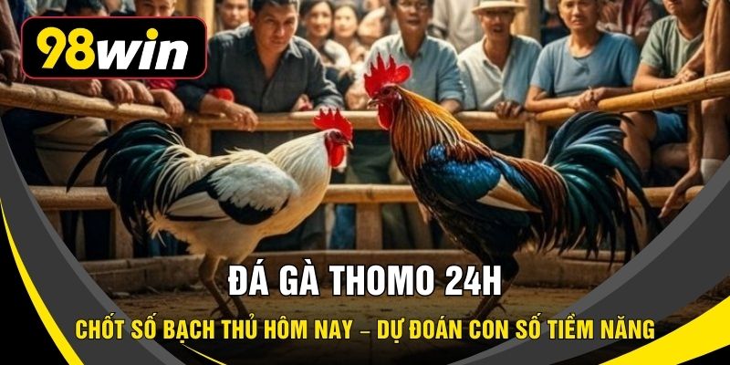 Đá Gà Thomo 24h – Theo Dõi Trực Tiếp Trận Đấu Mỗi Ngày
