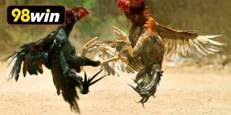 Những đặc điểm chỉ có ở loại hình